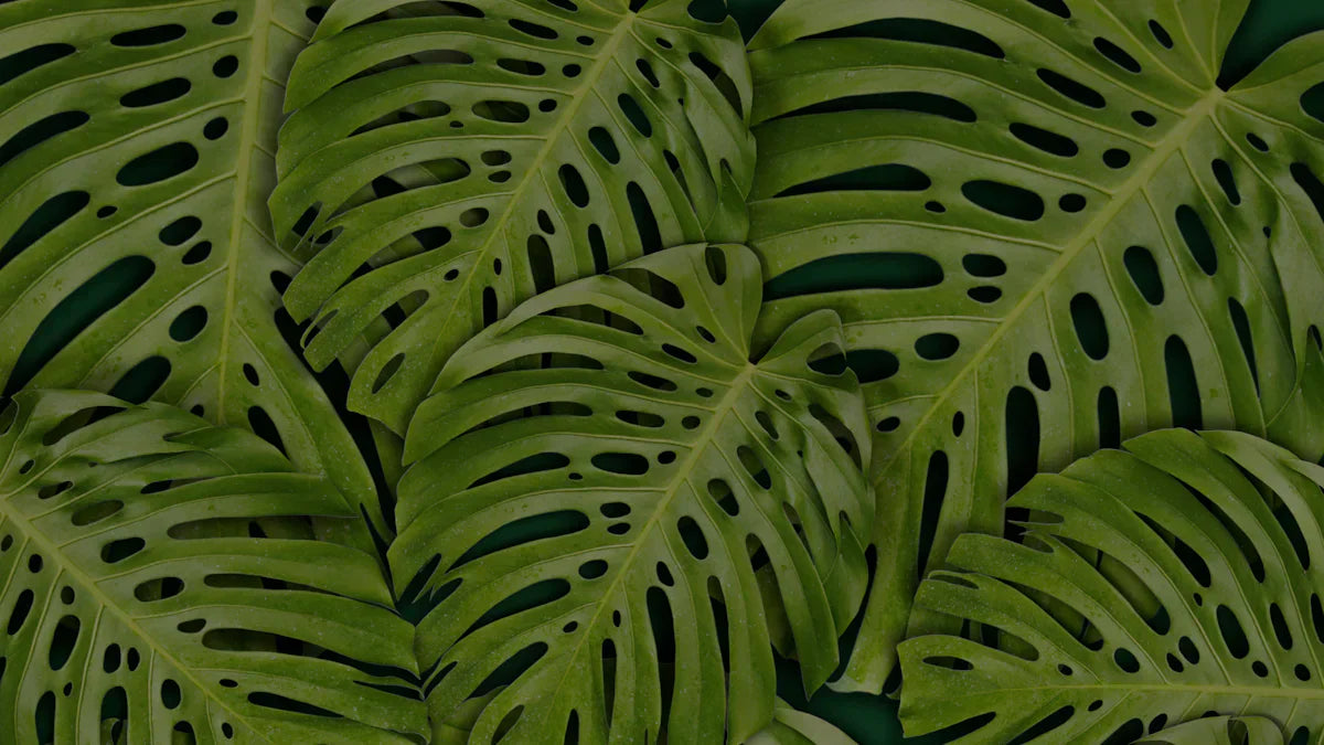 Lush green Monstera leaves with natural holes, perfect for garden decor and tropical plant lovers.
