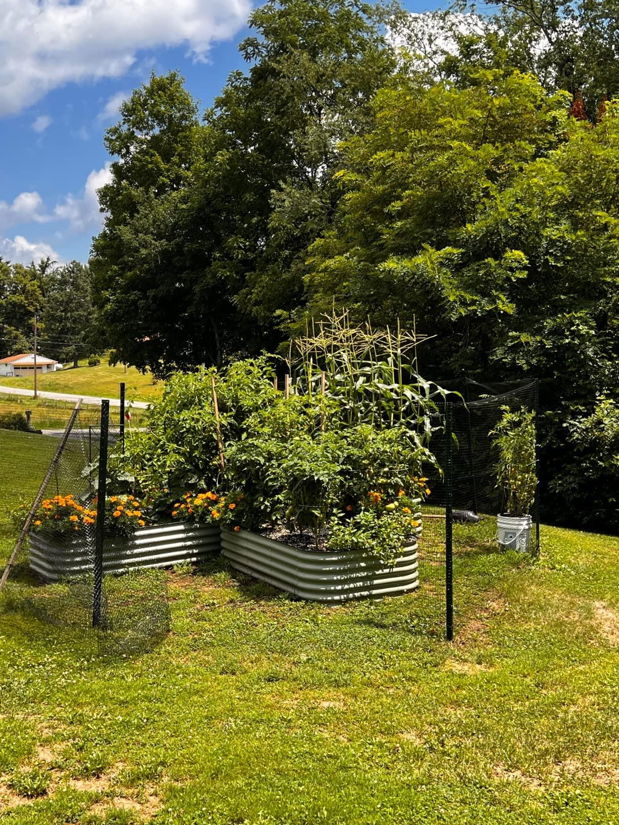 Metal raised garden beds with thriving vegetables and flowers in a sunny backyard