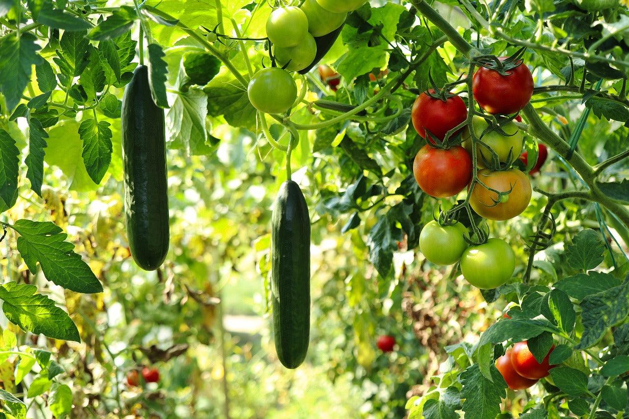 Ripe tomatoes and cucumbers growing in a lush garden, perfect for metal raised garden beds.