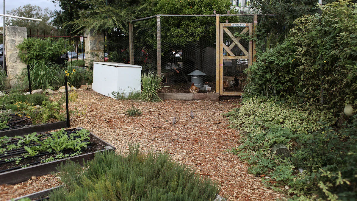 Wooden raised garden bed with young plants, mulch path, and chicken coop in backyard garden