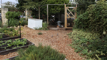 Wooden raised garden bed with young plants, mulch path, and chicken coop in backyard garden