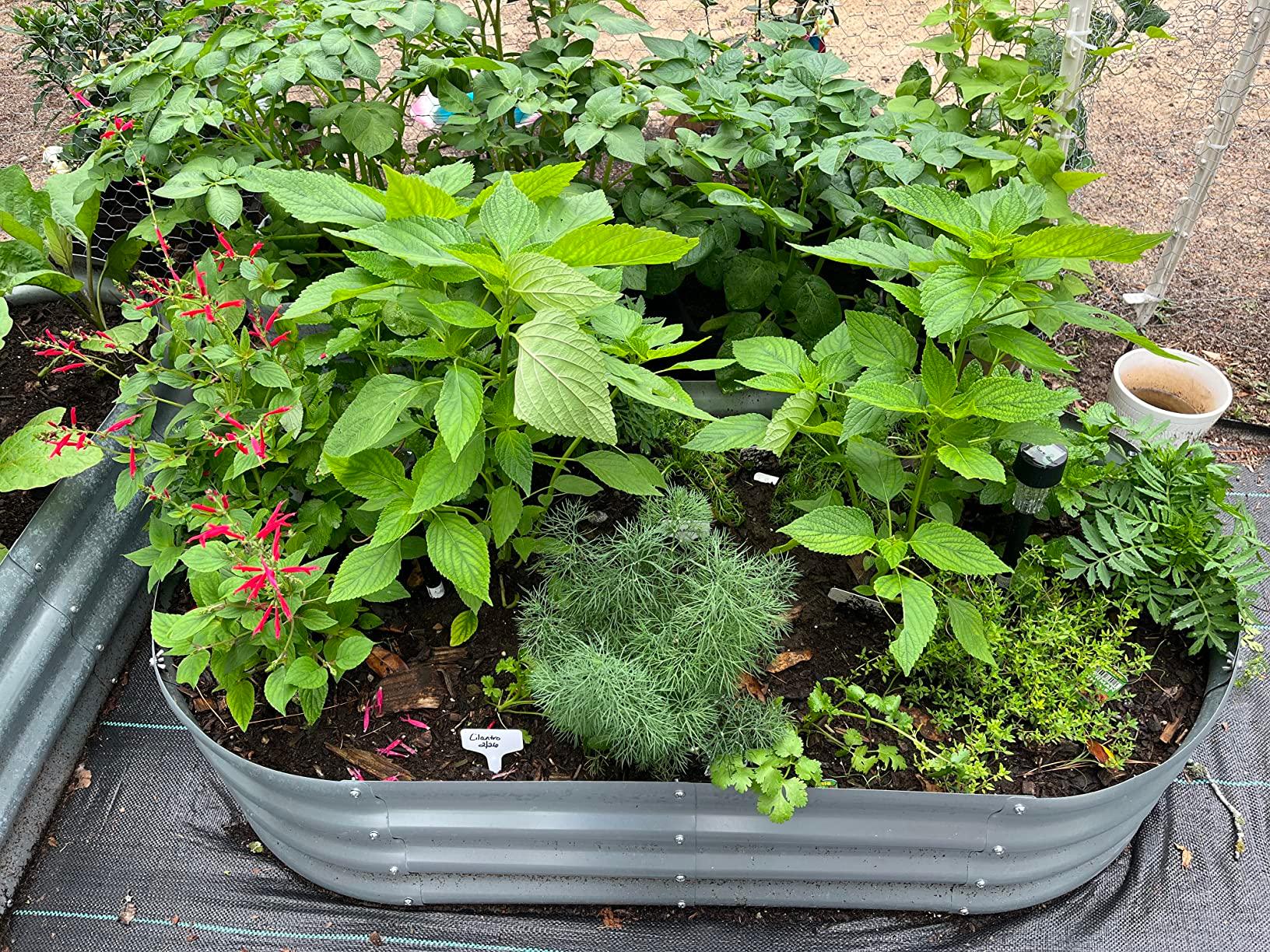 Metal raised garden bed filled with herbs and flowers, perfect for American gardens