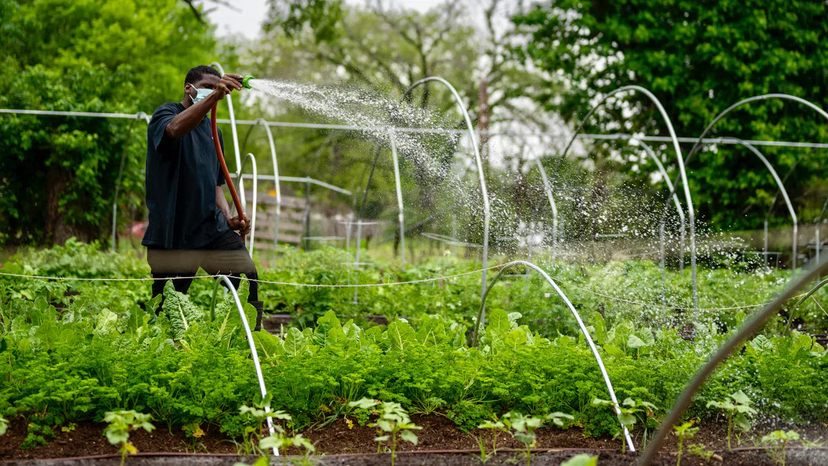 Gardener watering lush green plants in metal raised garden beds with arched trellises