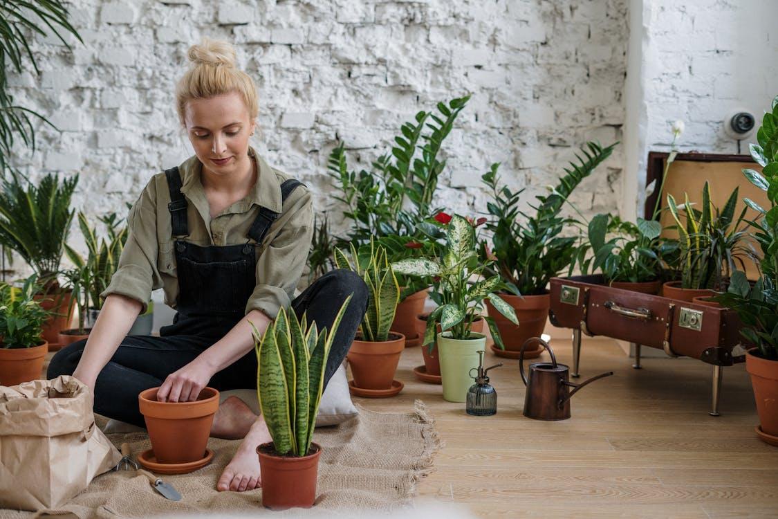 Woman tending potted plants indoors with terracotta pots and gardening tools on wooden floor