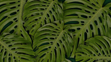 Lush green Monstera leaves with natural holes, perfect for garden decor and tropical plant lovers.