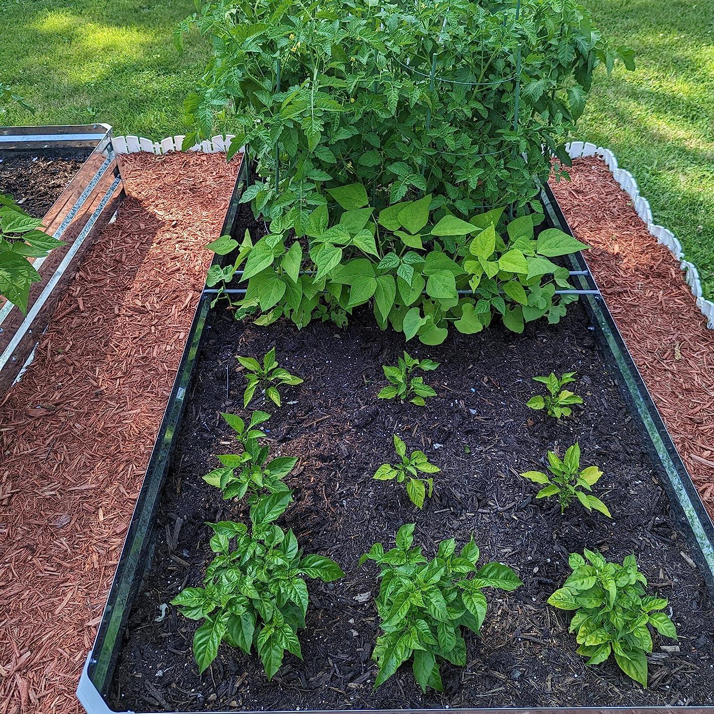 Metal raised garden bed with thriving tomato, bean, and pepper plants in rich soil, surrounded by mulch.