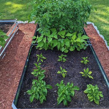 Metal raised garden bed with thriving tomato, bean, and pepper plants in rich soil, surrounded by mulch.