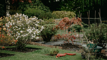 Lush garden with blooming shrubs, raised beds, and gardening tools—perfect for American gardeners.