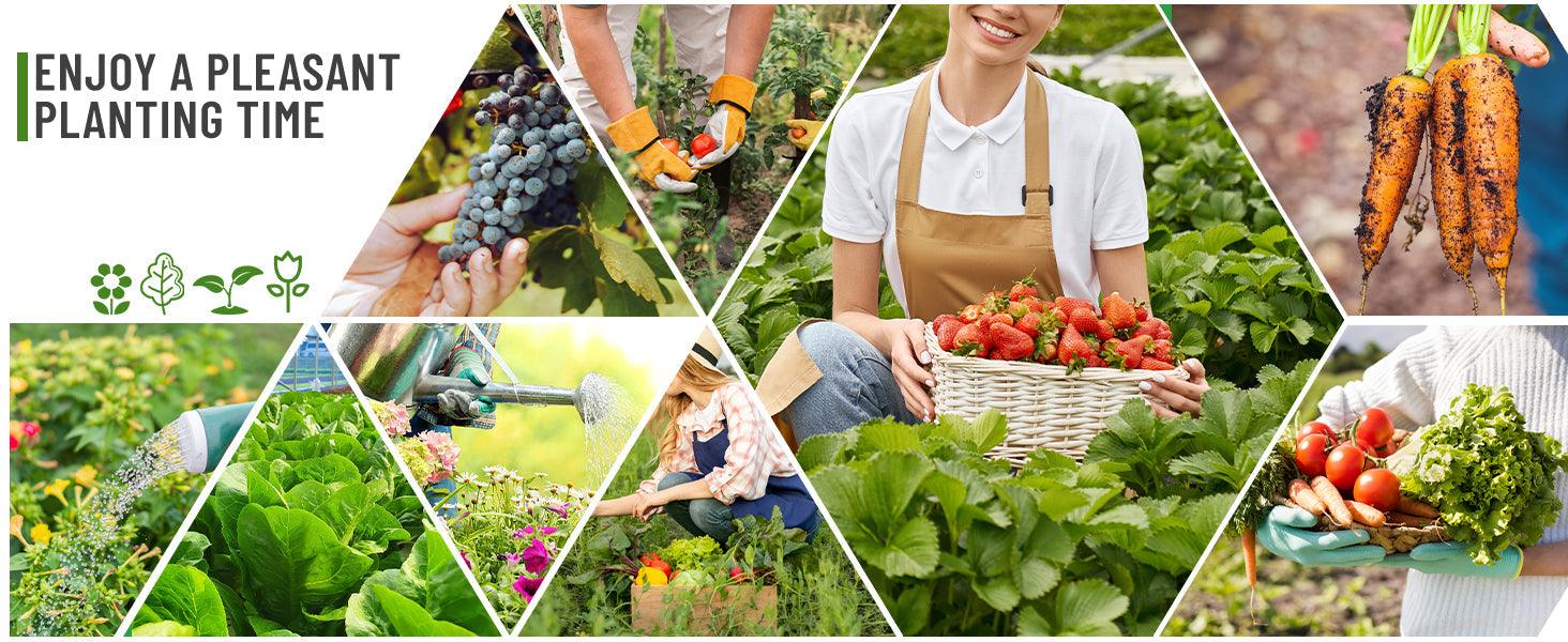 Gardeners harvesting fresh strawberries, grapes, carrots, and lettuce in lush raised beds