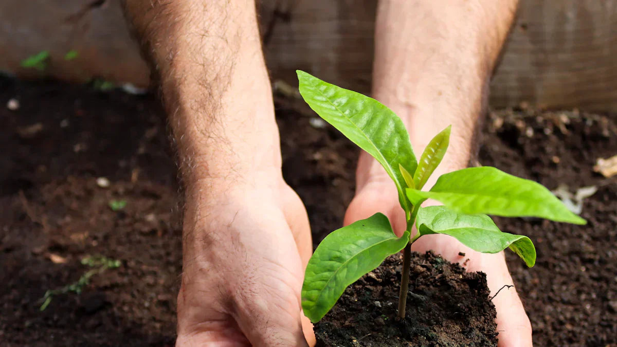 Hands planting a young green seedling in rich soil, perfect for garden beds and eco-friendly gardening.
