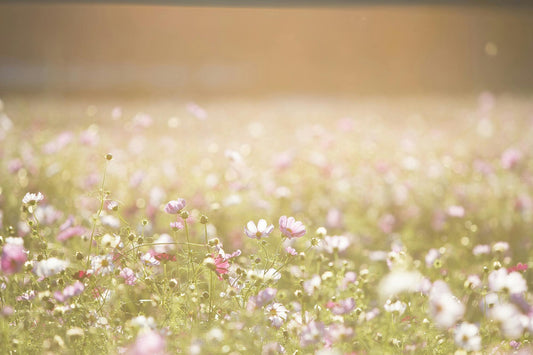 Pink and white cosmos flowers blooming in a sunny garden, perfect for raised garden beds.