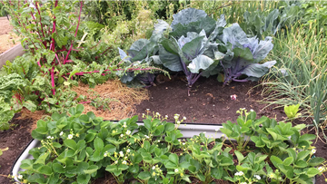 Metal raised garden bed with thriving strawberries, cabbage, and leafy greens in a lush backyard garden.