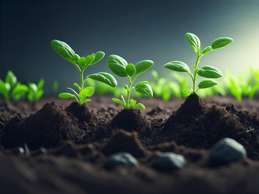 Young green seedlings sprouting from rich soil, ideal for metal raised garden beds