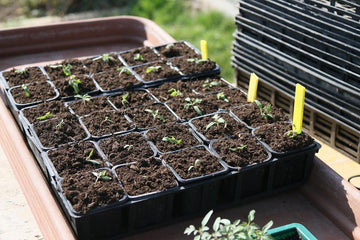 Black seedling trays with young plants growing in rich soil, ready for garden transplanting.