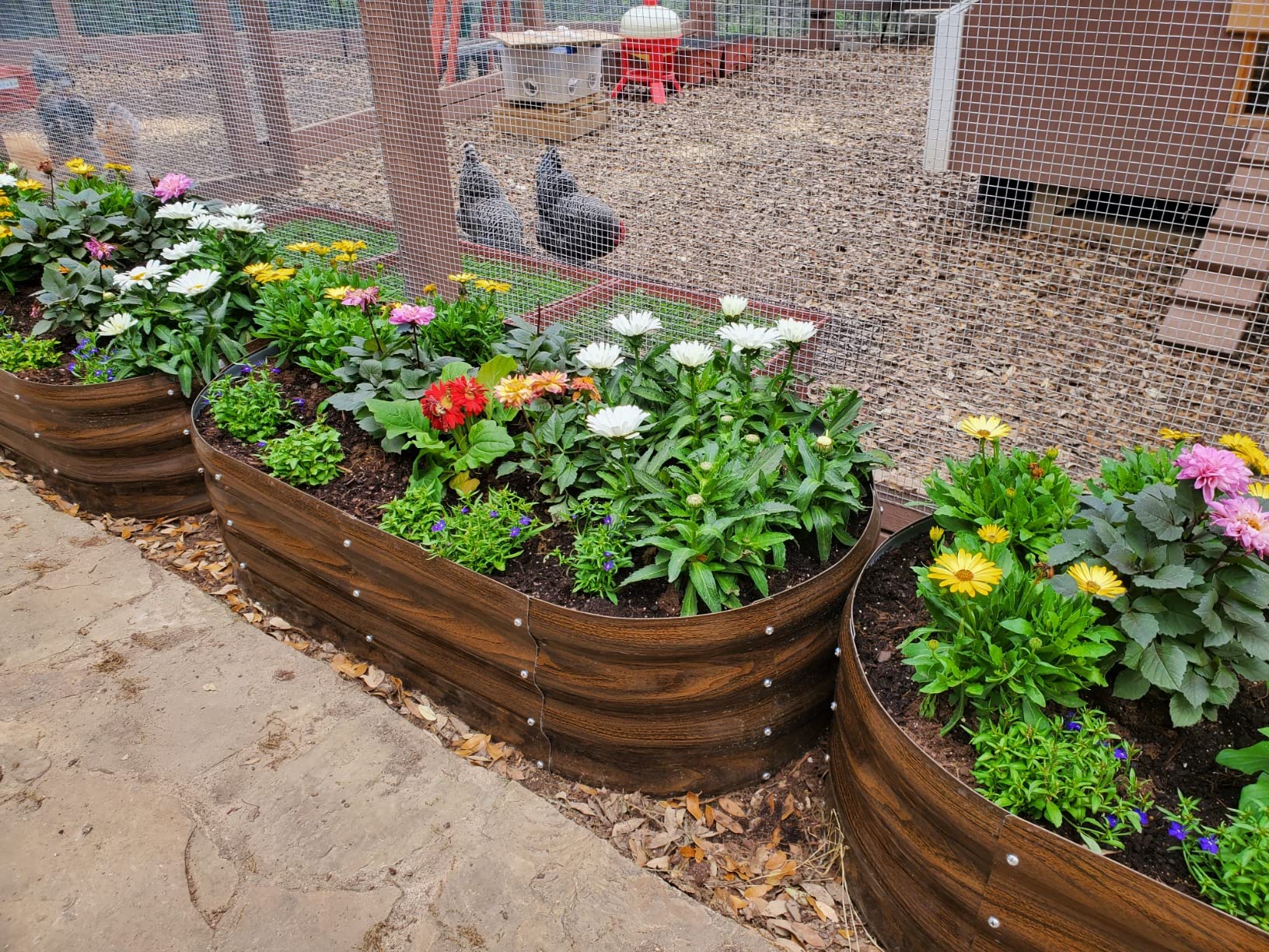 Wooden raised garden beds with colorful flowers beside chicken coop