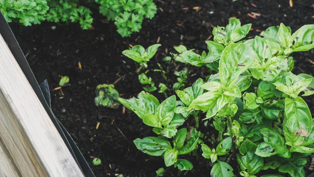 Fresh basil and parsley growing in a wooden raised garden bed with rich soil.