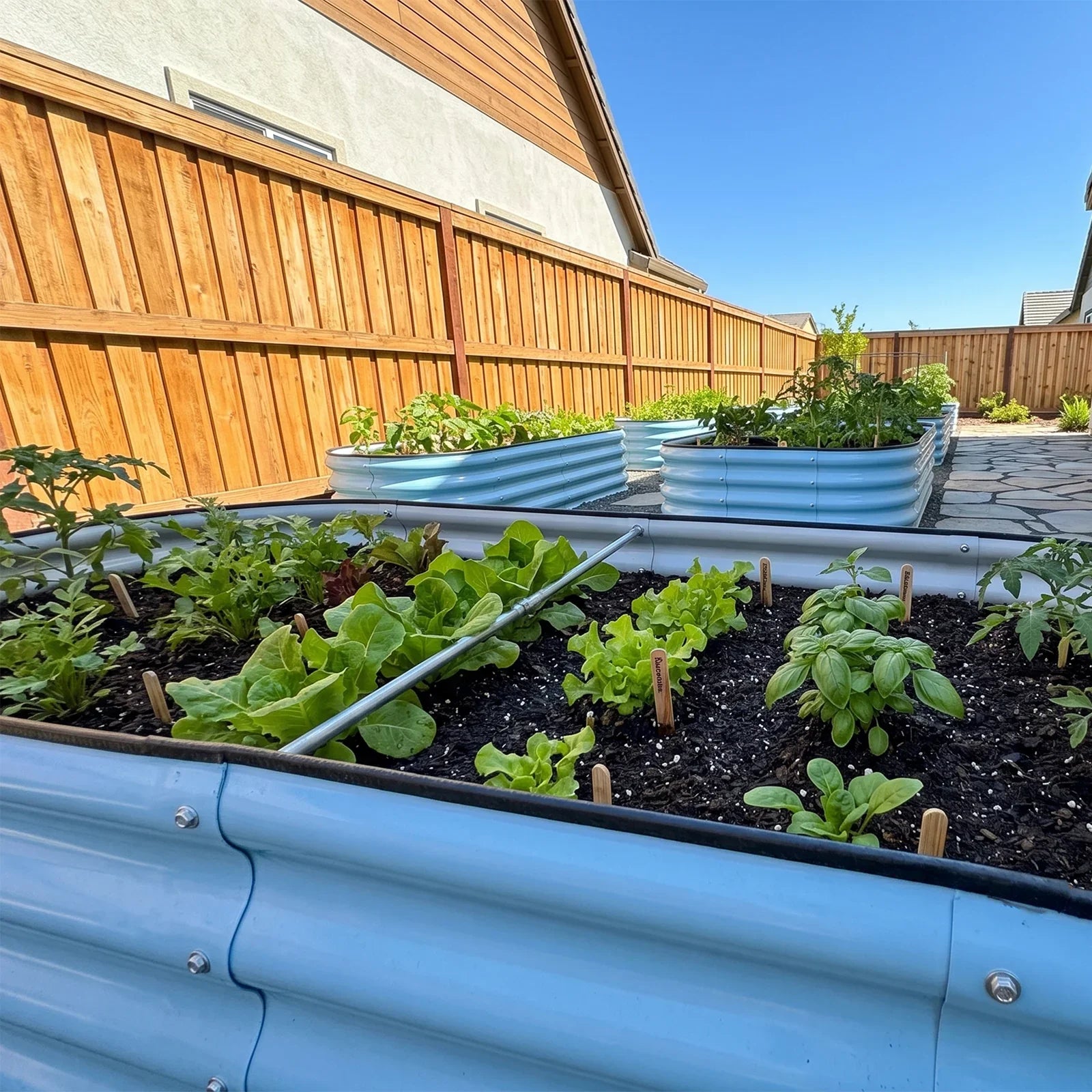 Blue metal raised garden beds with thriving lettuce and herbs in a sunny backyard