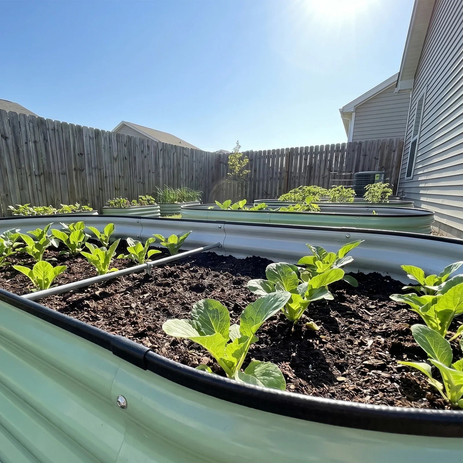 Metal raised garden beds with thriving leafy greens in sunny backyard, ideal for American gardeners